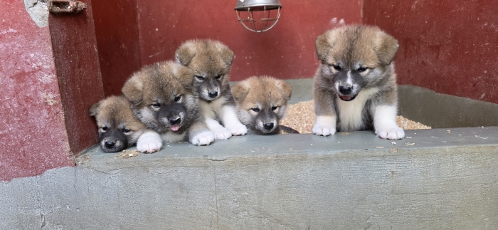 AKITA INU ROUX PEDIGREE