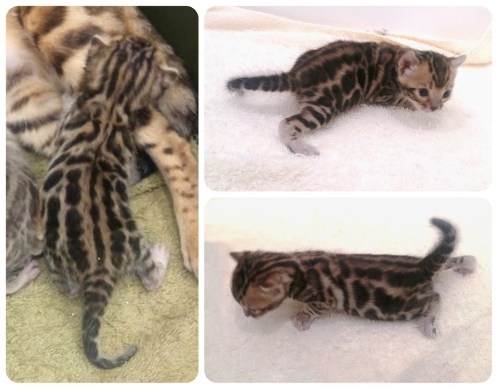Bebe chat Bengale