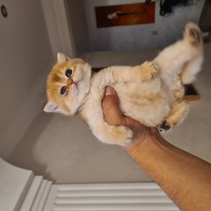 British golden