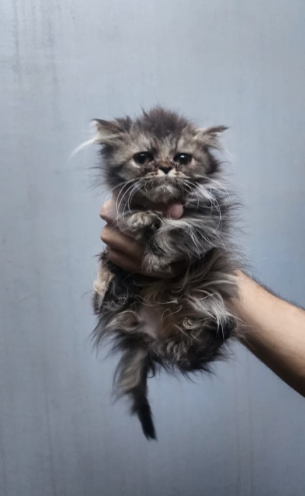 3 chaton persan à vendre
