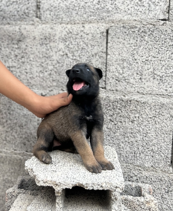 Malinois chiots