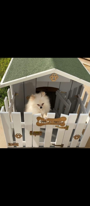 Femelle spitz nain Poméranie petit taille