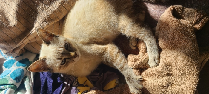 Femelle Siamois 3 mois adoption