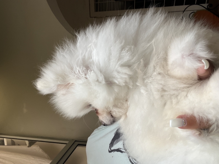 Spitz nain Pomeranian couleur blanc crème