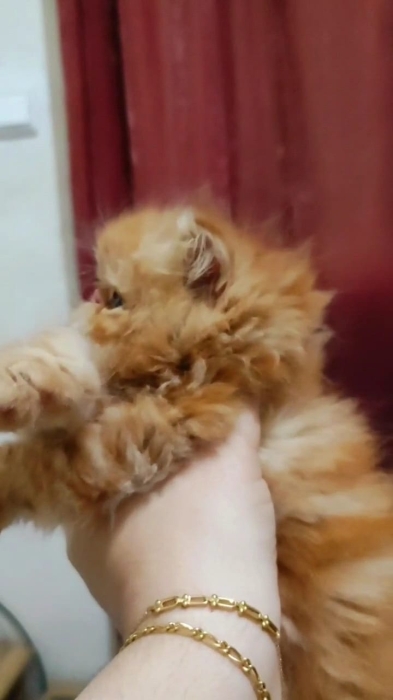 male persan