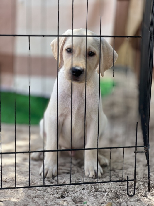 Labrador chocolate