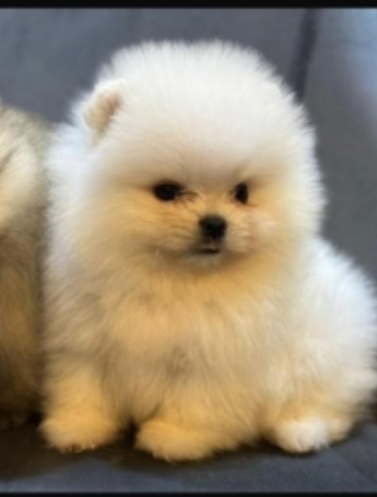 Spitz allemand
