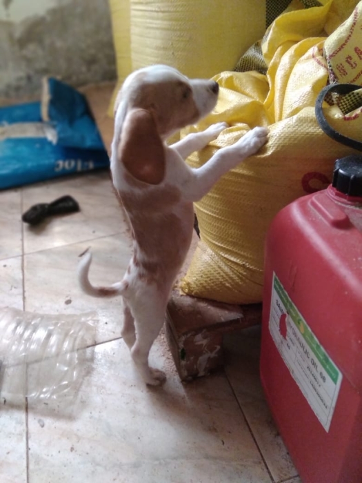 Chien  baegle