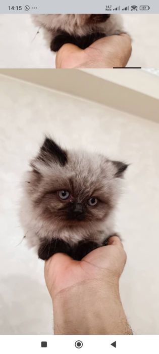 Chat