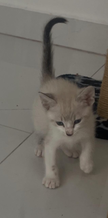Chatons à adopter
