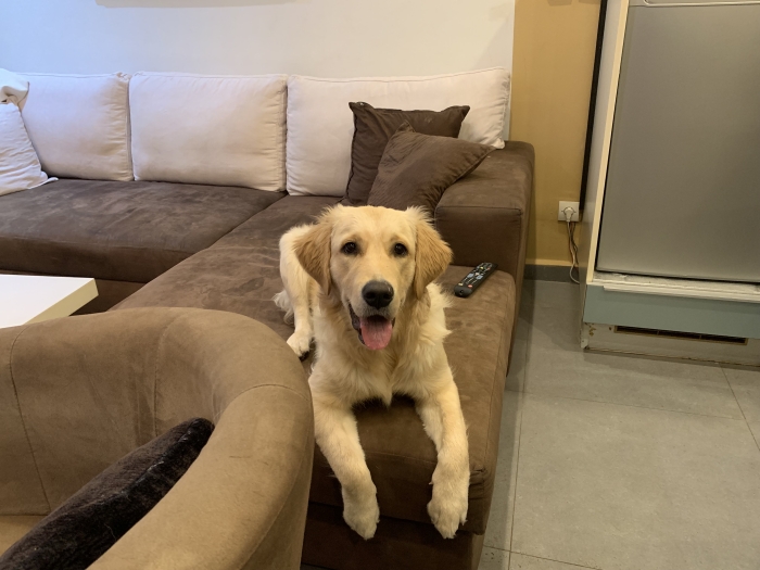Golden retriver