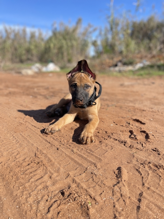 Malinois