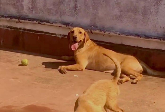 Labrador gold femelle