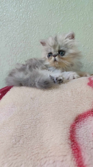 Chaton persan