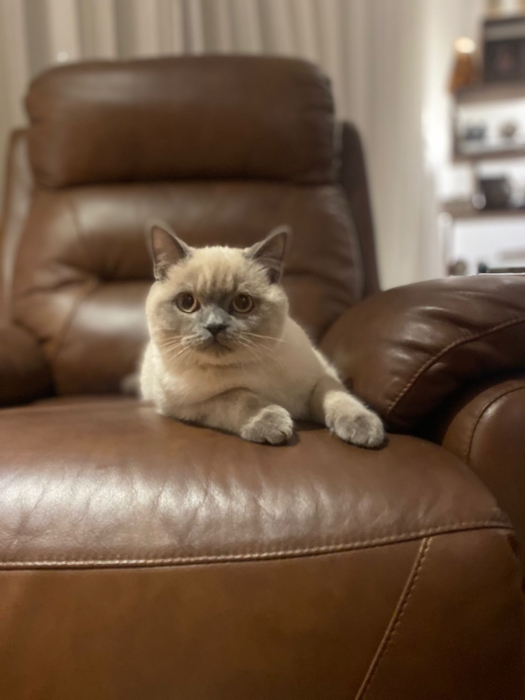 Chat British /Ragdoll