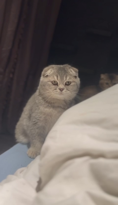 Chat schottish straight