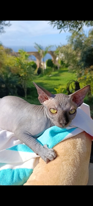 Sphinx