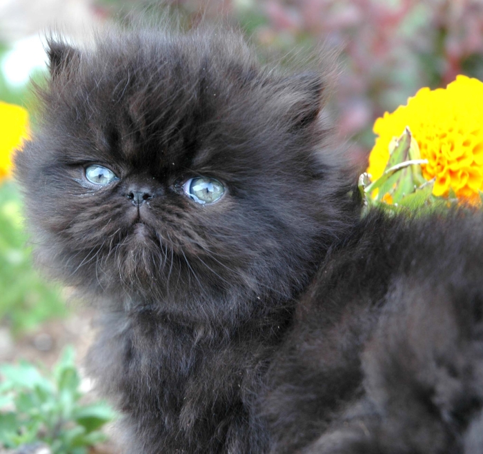 Chat persan