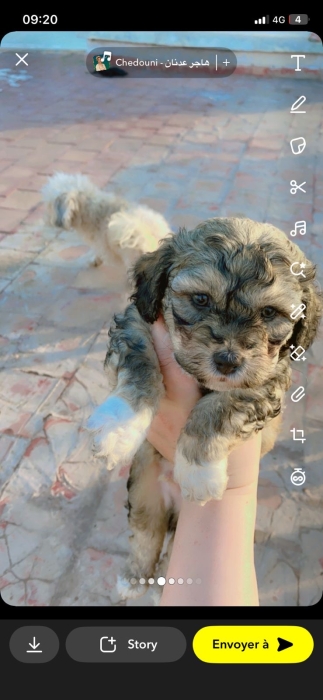 Bichon havanais