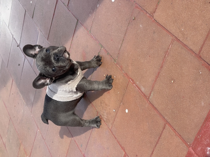 Bulldog francais