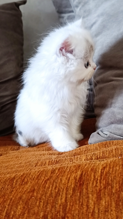 Chat
