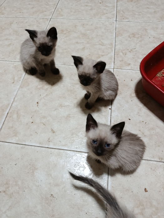 Siamo chats