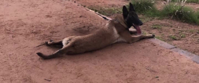 malinois à vendre