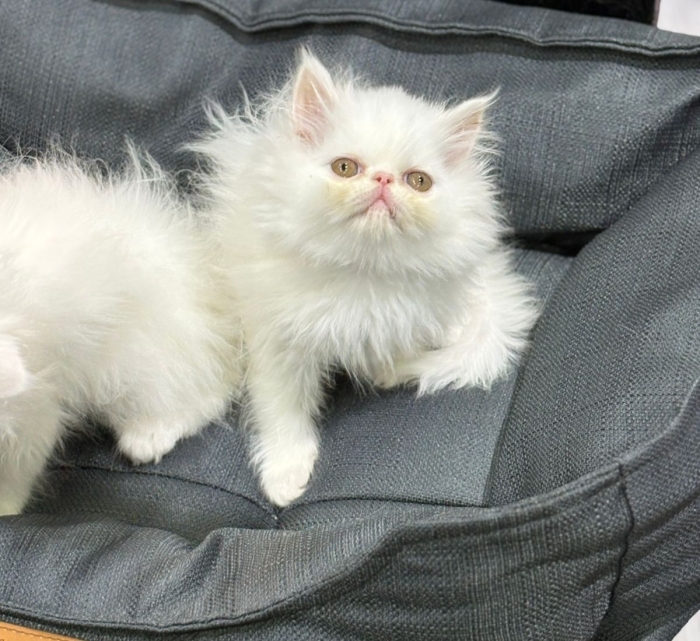 Persan chaton