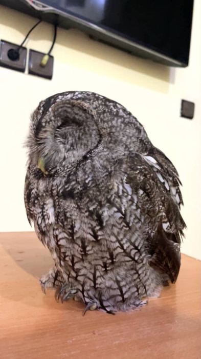 Hibou