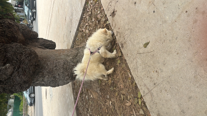 Chow chow