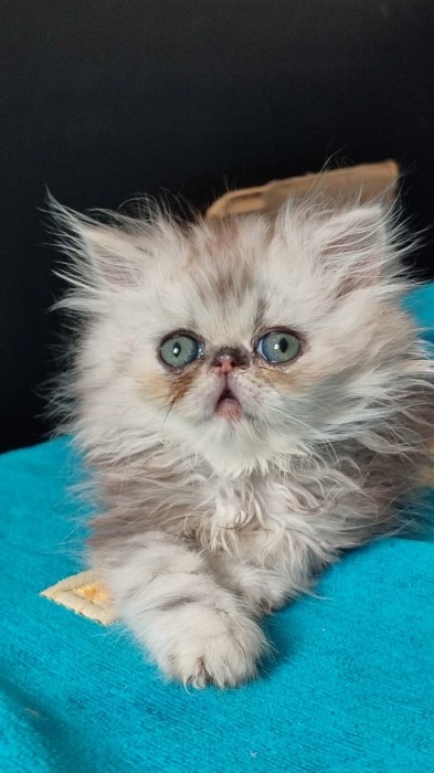 Chat persan