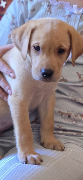 Labrador