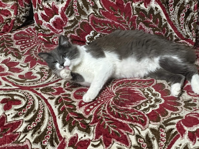 Lucy chat vaccinné