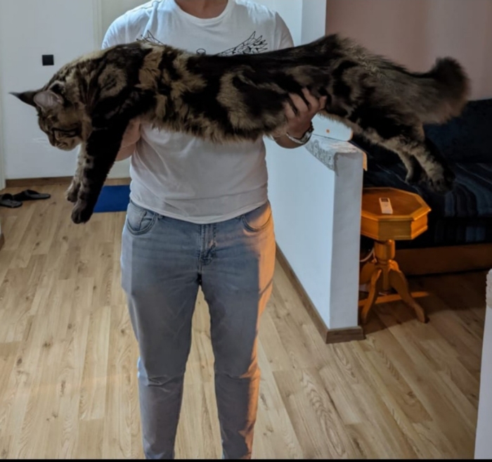 Maine Coon XXL