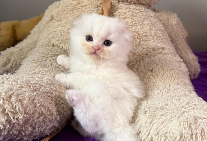 Scottish fold & Highland Pedigree