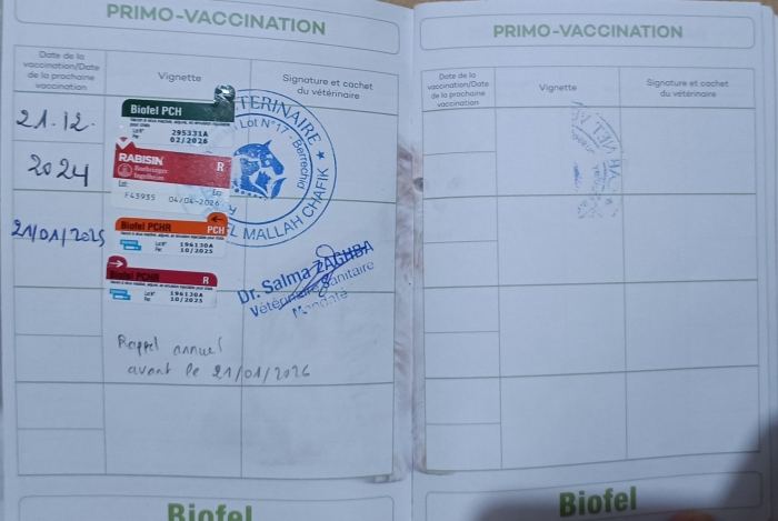 Chatte Persane Himalayenne – Enceinte – Vaccinée