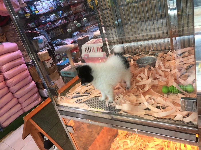 Chiot  spitz