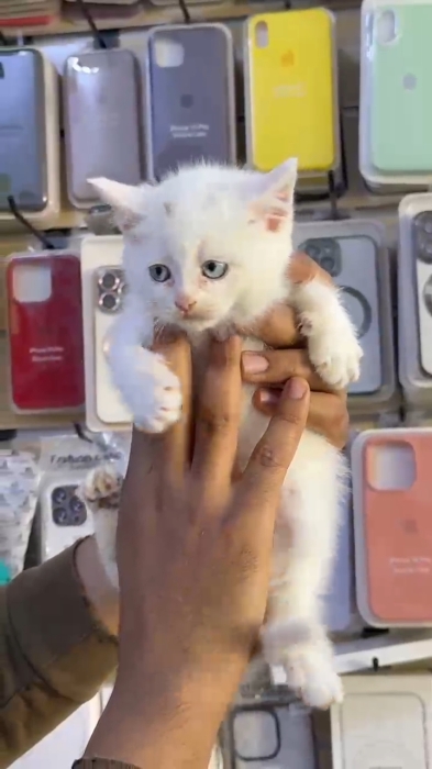 Chatons angora turc