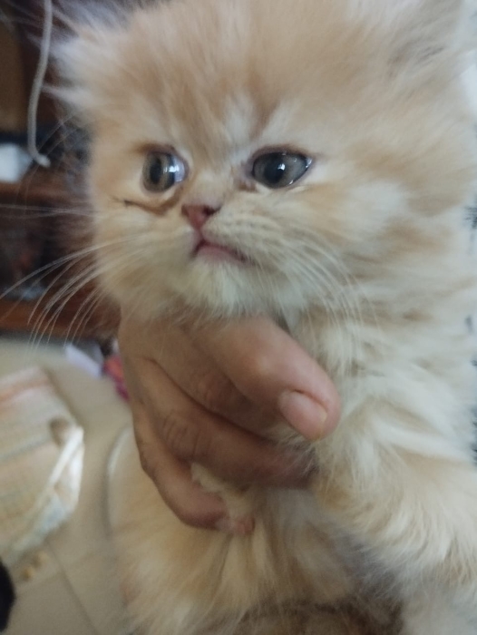 Chaton person