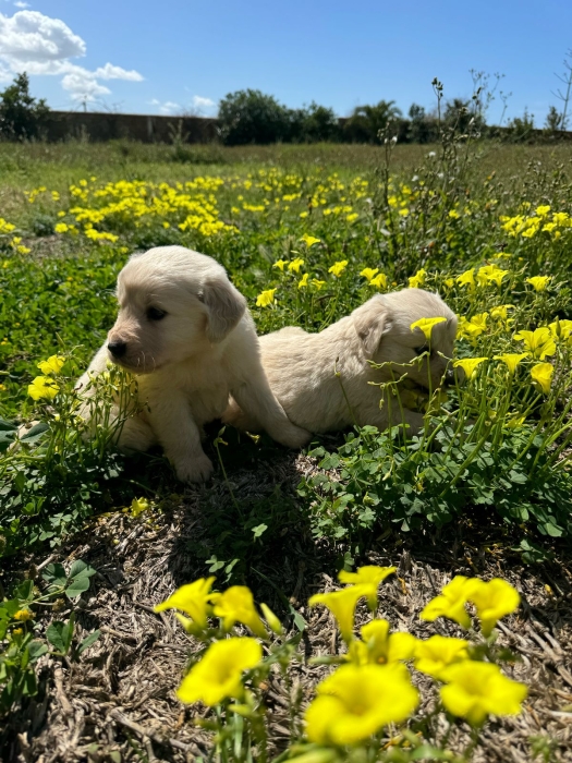 Chiot Golden Retriever mâles