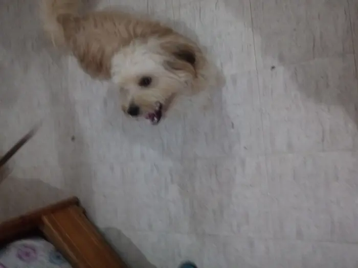 Caniche