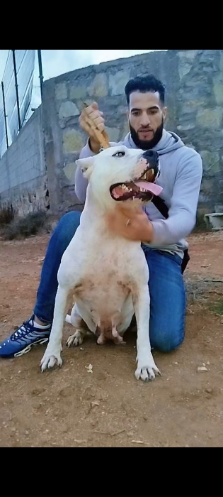 Dog argentine