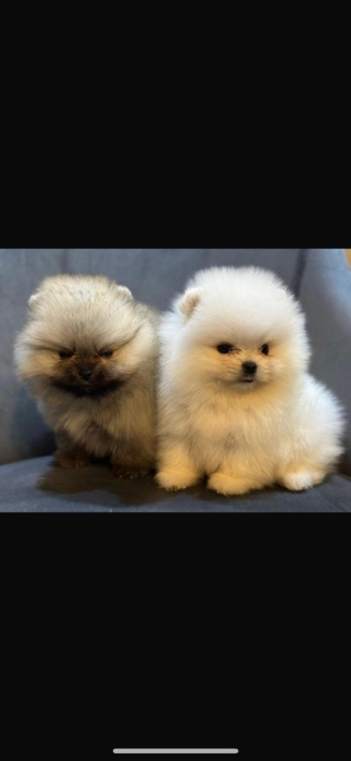 spitz loulou de pomeranie