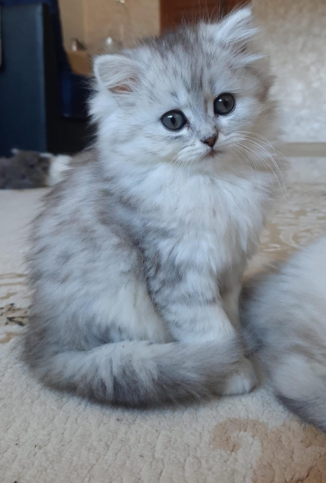 Adorables chatons à vendre