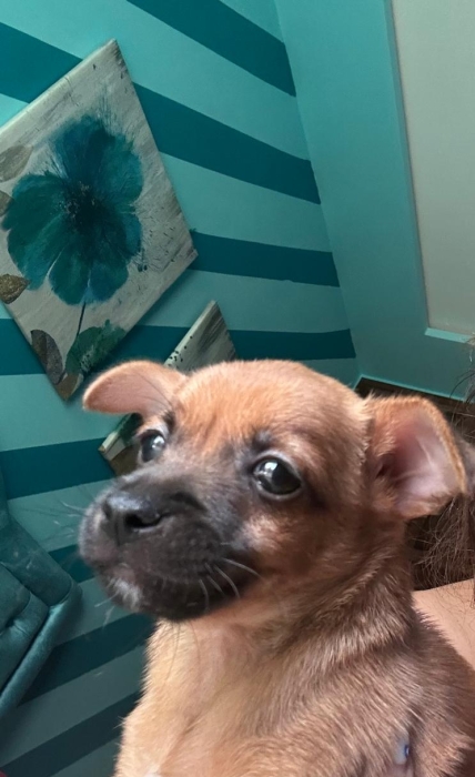 Chiwawa