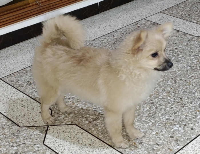 Spitz nain 7 mois