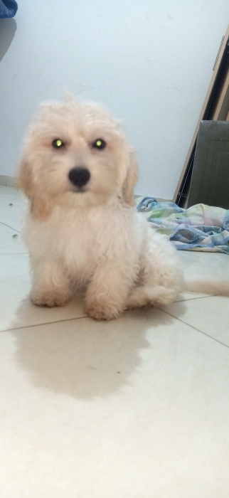 Bichon maltais