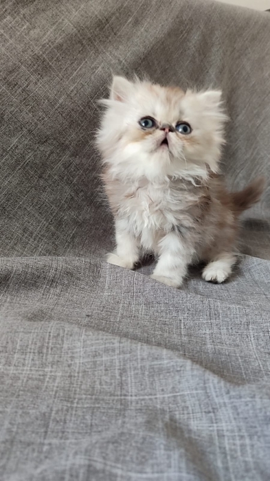Mâle persan chinchilla