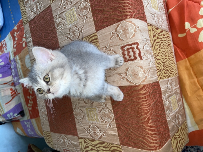 Chatons scottish straight short hair