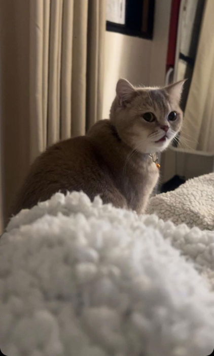 British shorthair